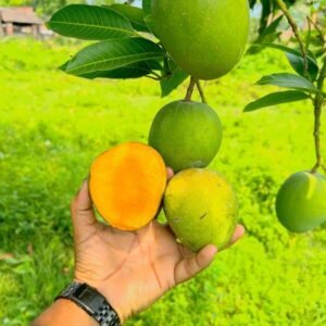 হিমসাগর আম ২০ কেজি